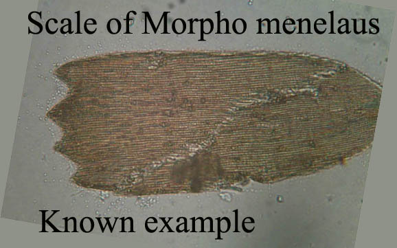 scale of Morpho menelaus