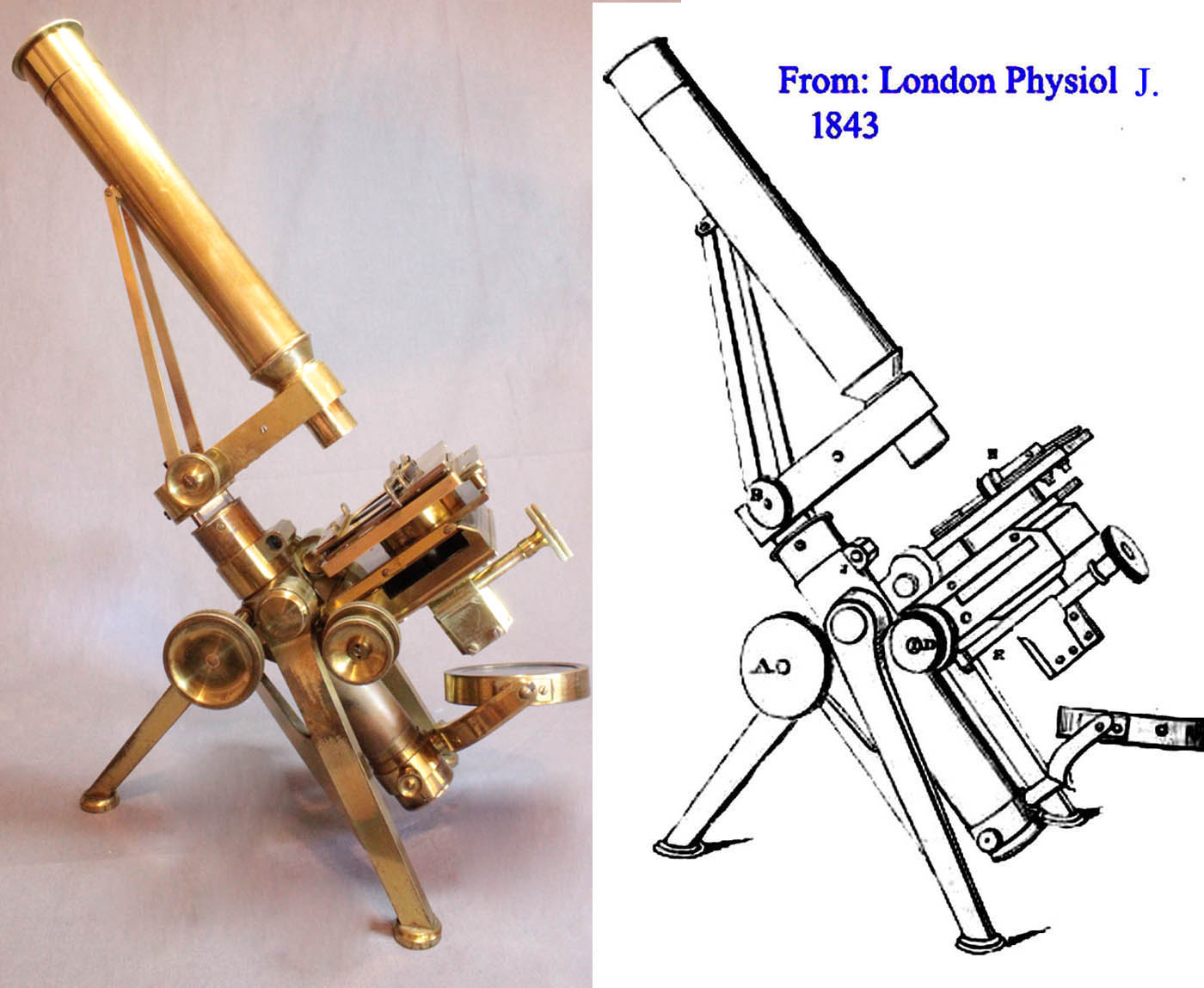 P and L microscope