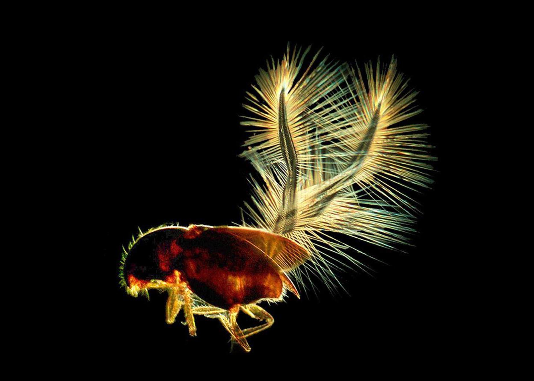Fred Enock's Fairy Beetle Slide