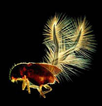 Enock Fairy Beetle Image