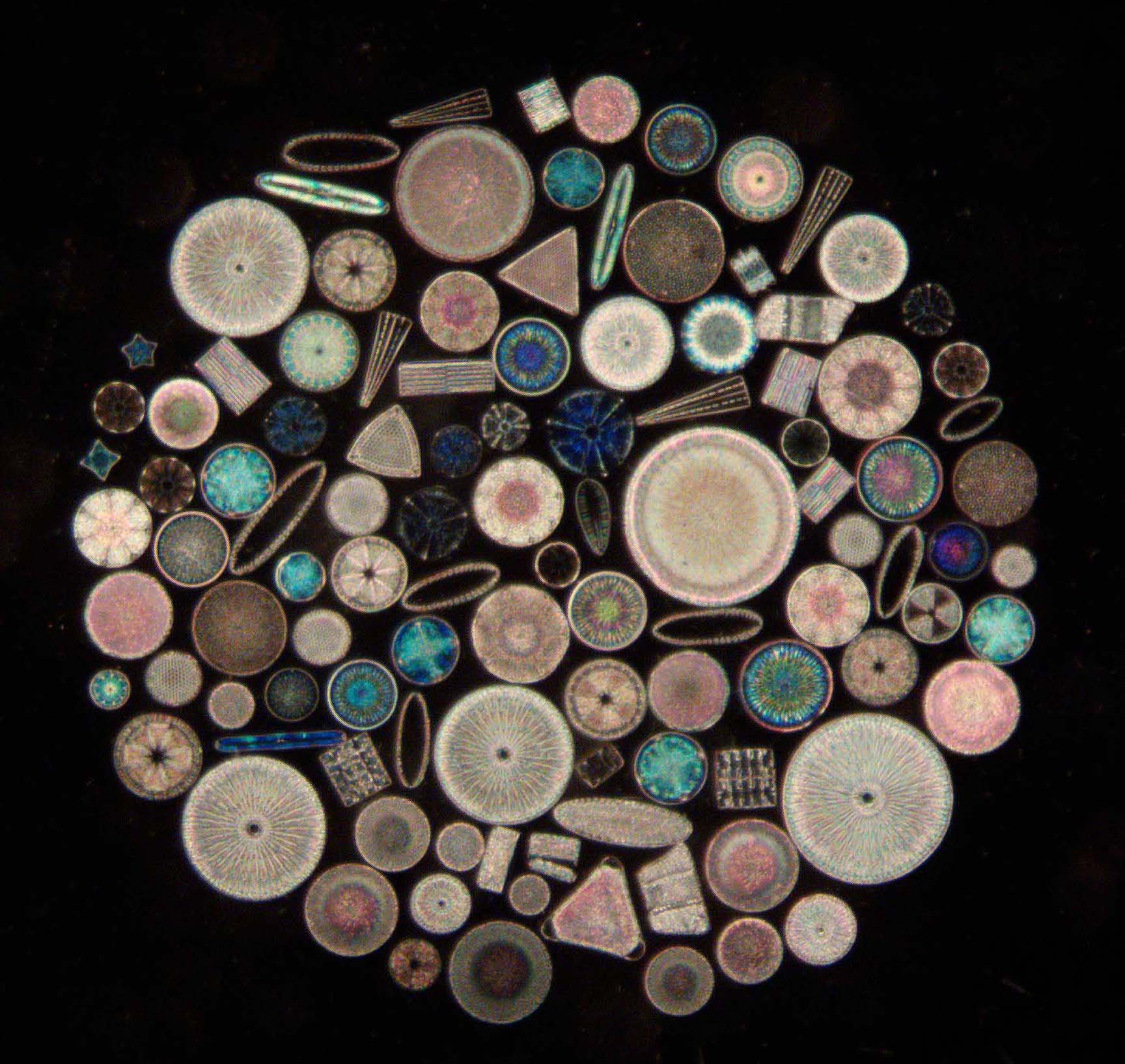 Diatoms arranged in Circle