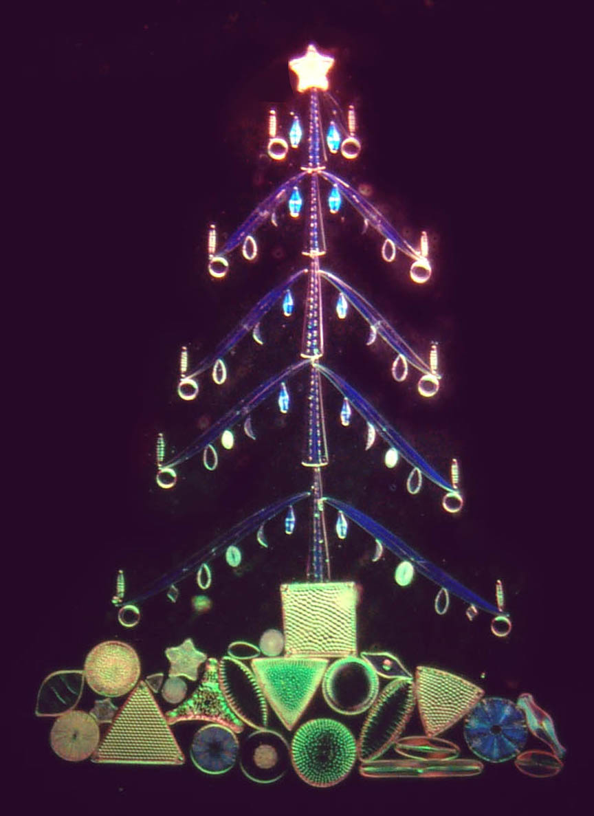 Christmas tree Diatoms