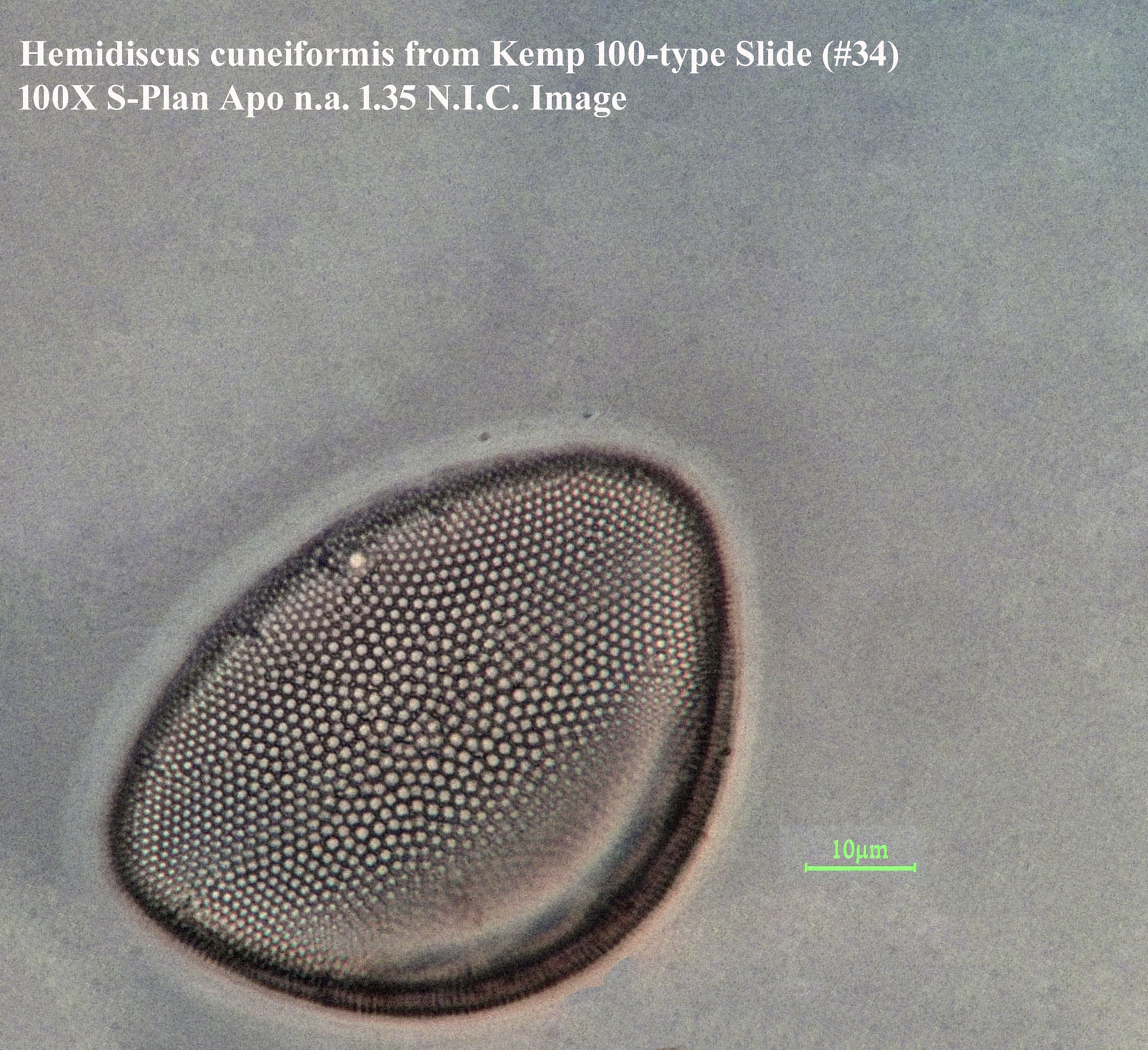 Hemidiscus cuneiformis