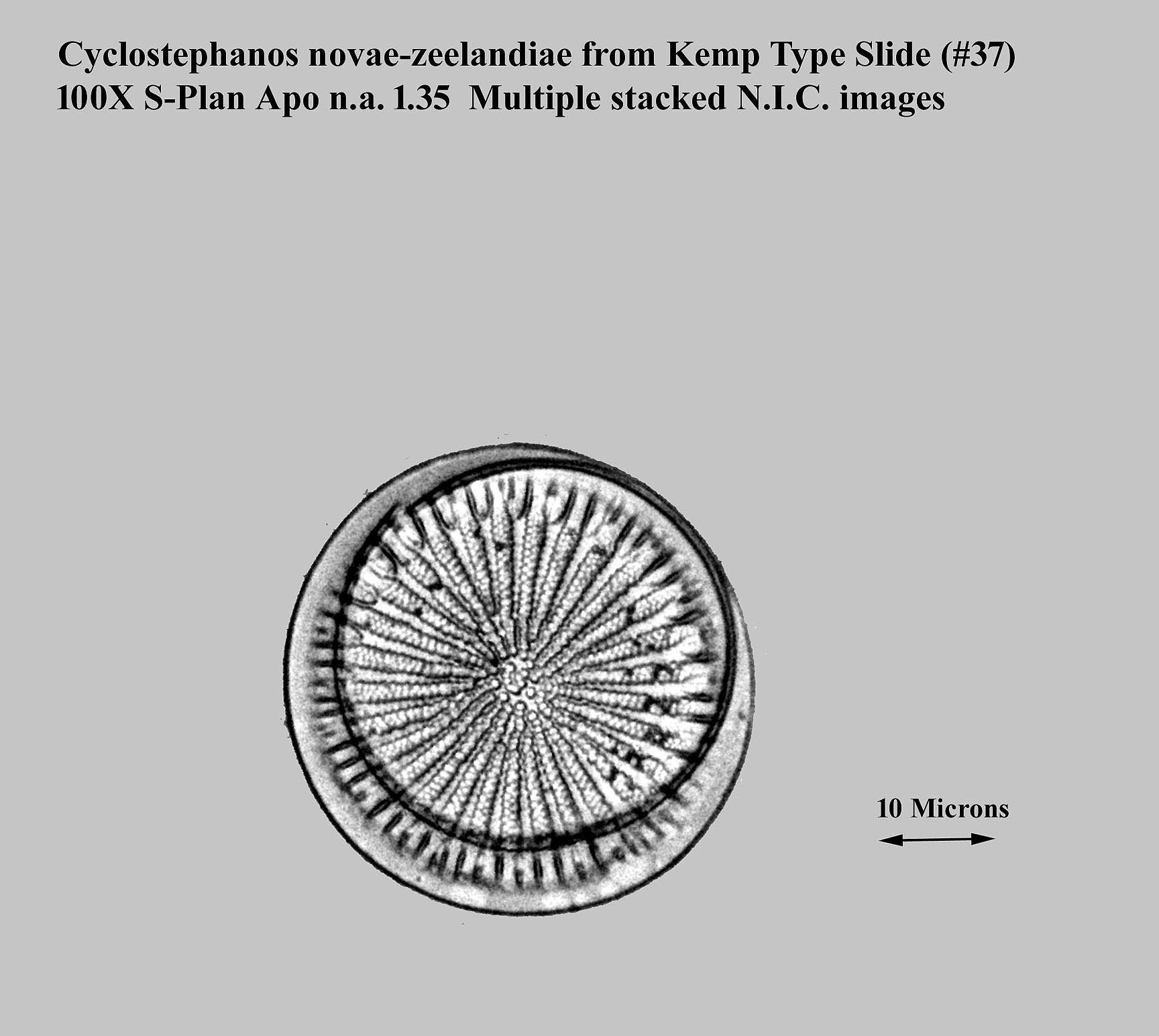 Cyclostephanos novae-zeelandiae