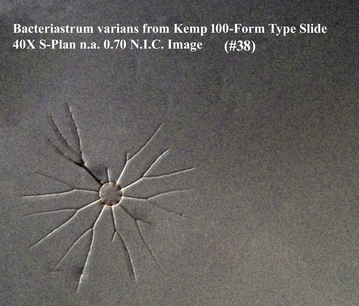 Bacteriastrum varians