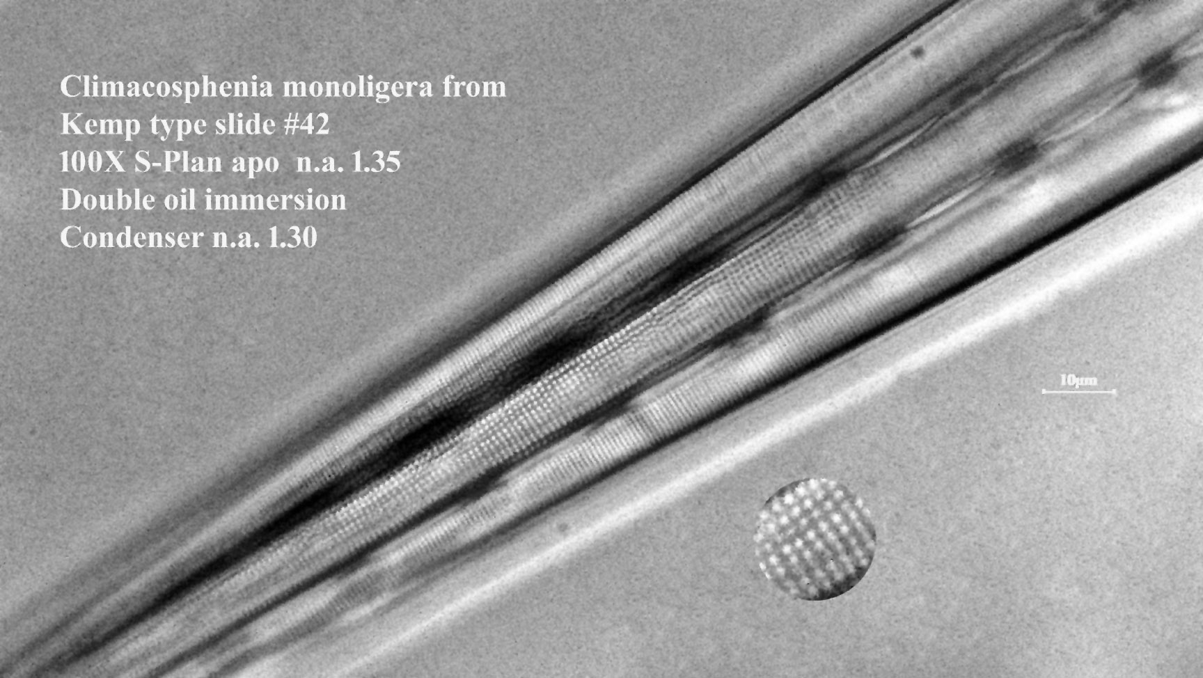 Climacosphenia monoligera