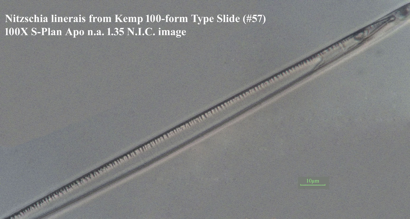 Nitschia linerais 