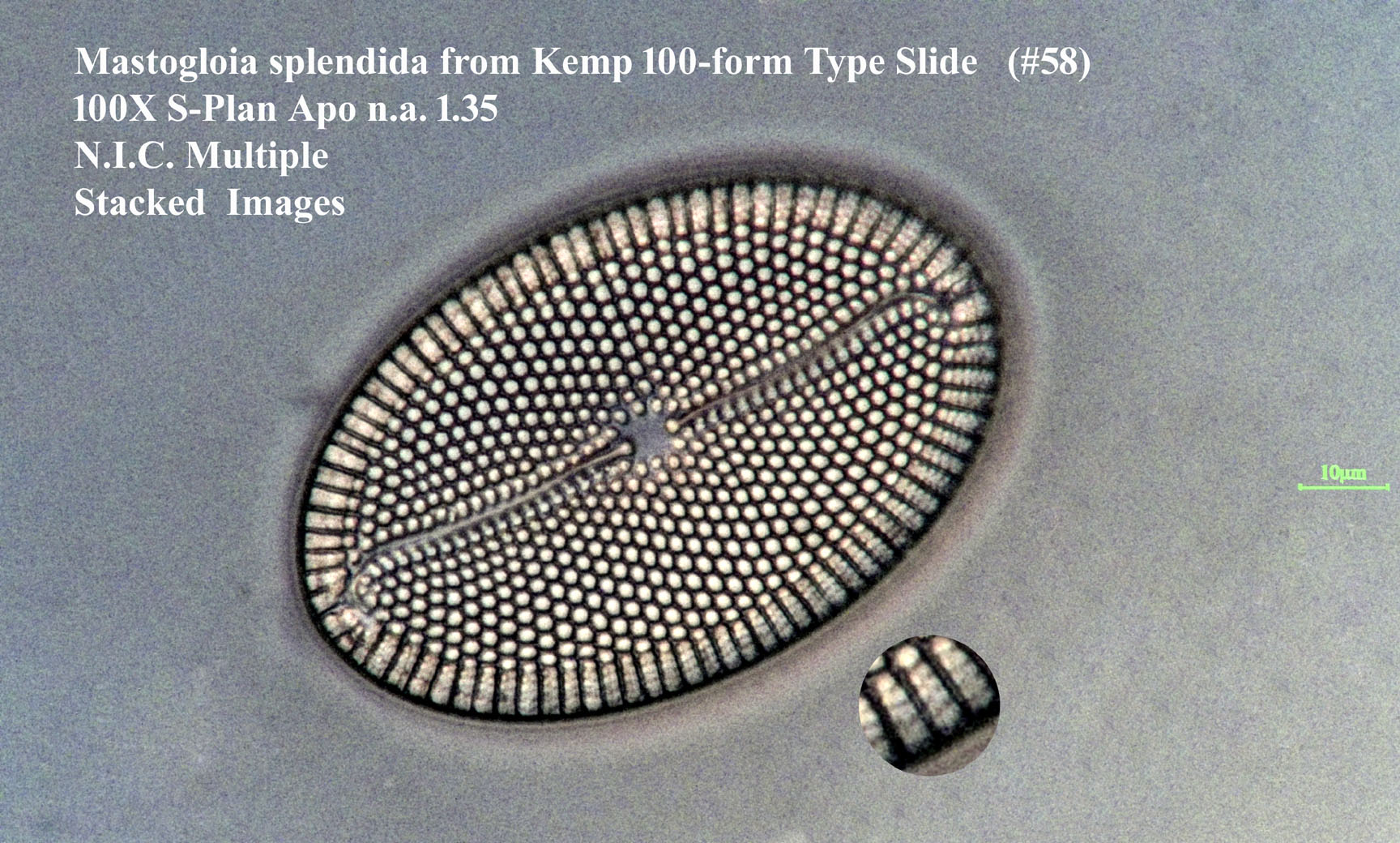 Mastogloia splendida