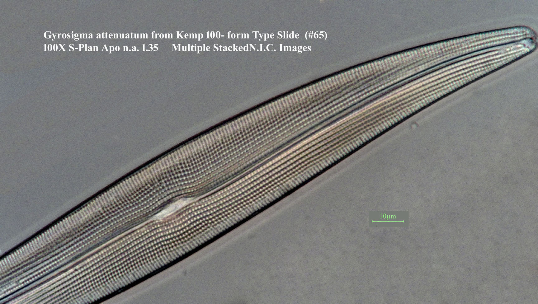 gyrosigma attenuatum