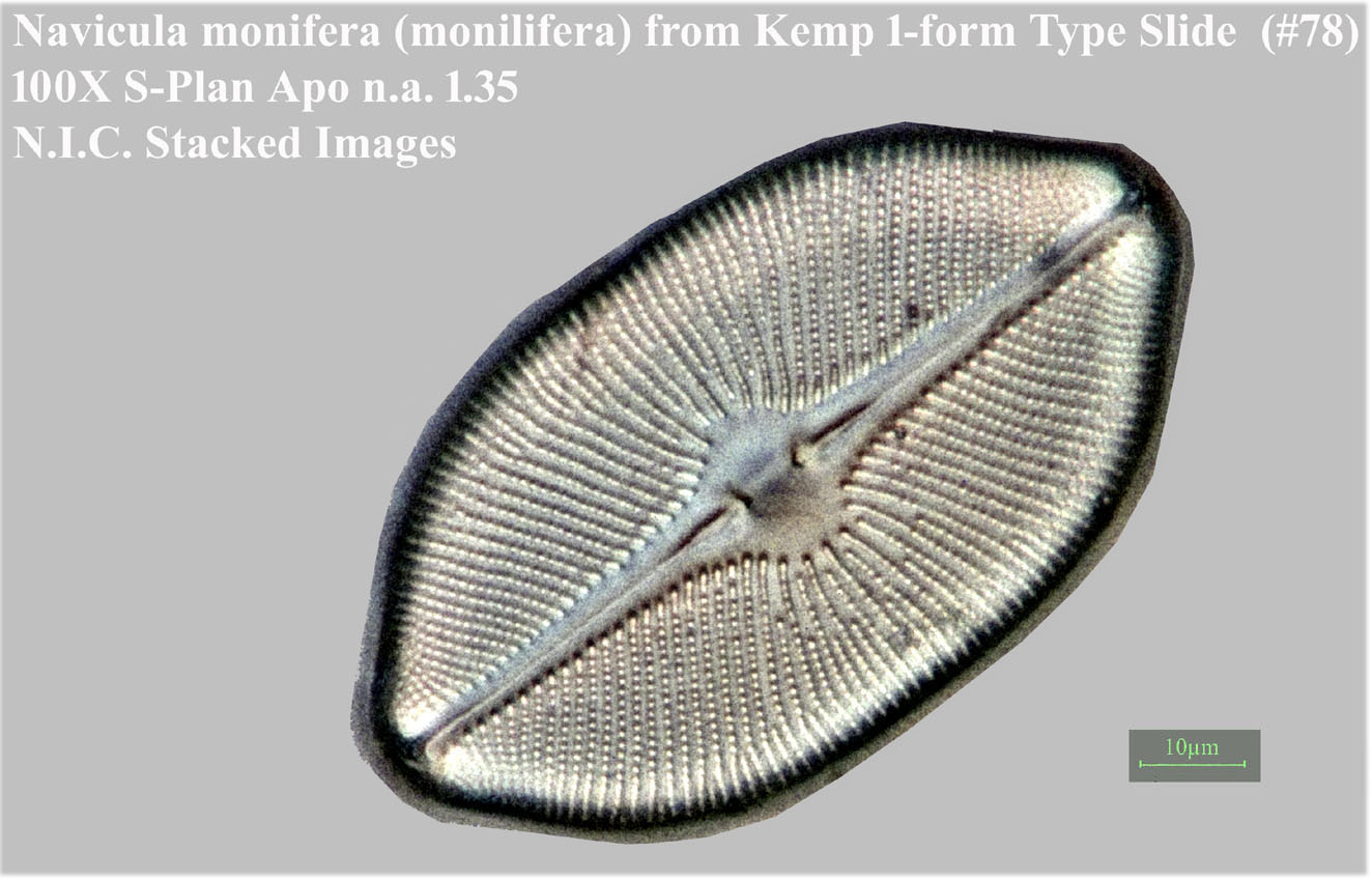 Navicula monifera