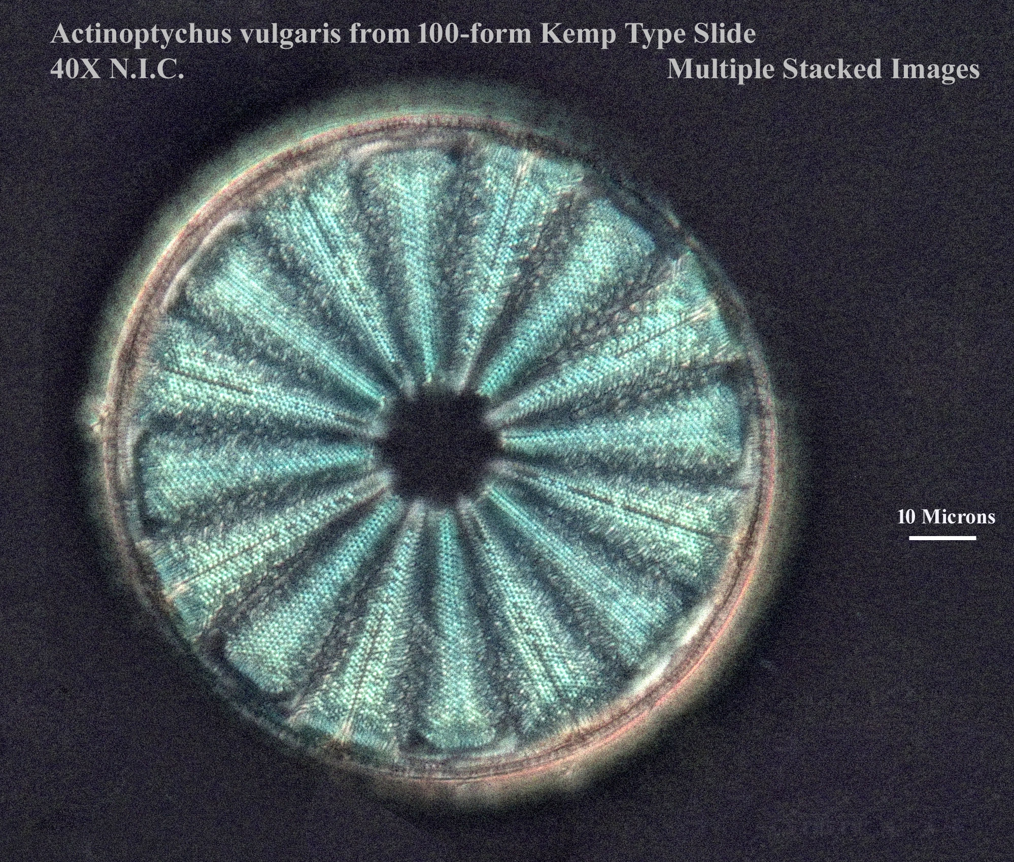 Actinoptychus vulgaris