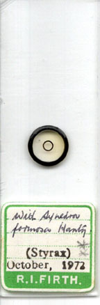 Asteromphalus ?moronensis diatom