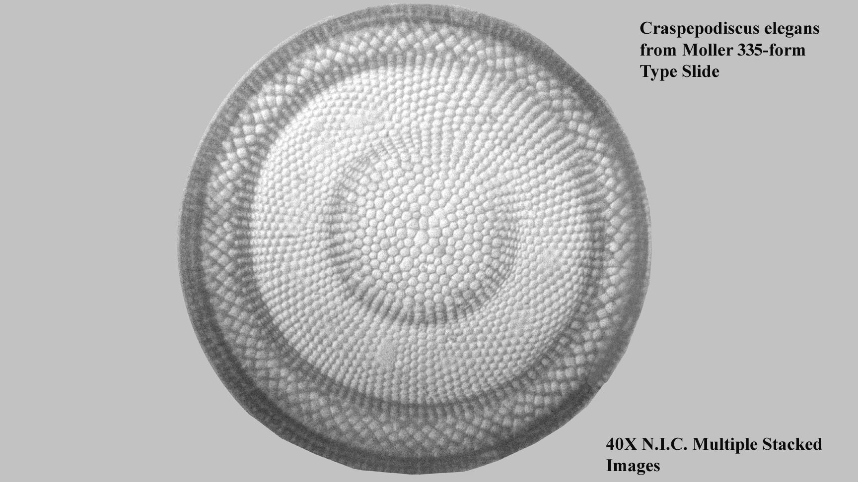 Diatom