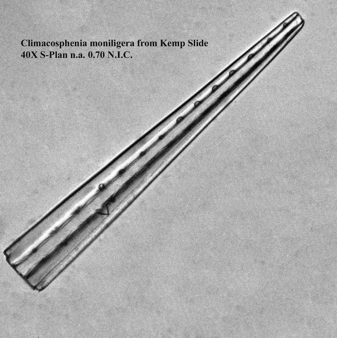 Climacosphenia monoligera