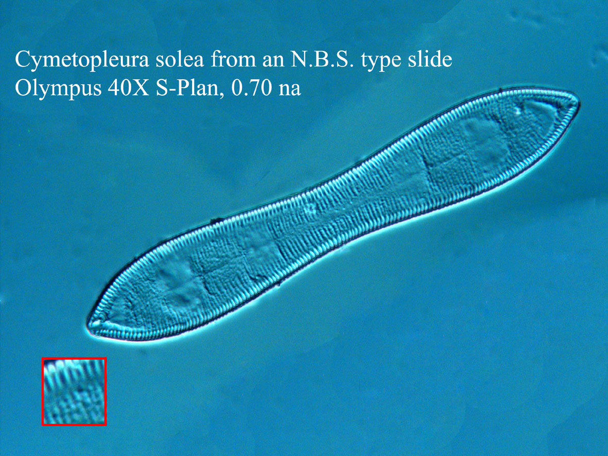 C.solea 40X dic
