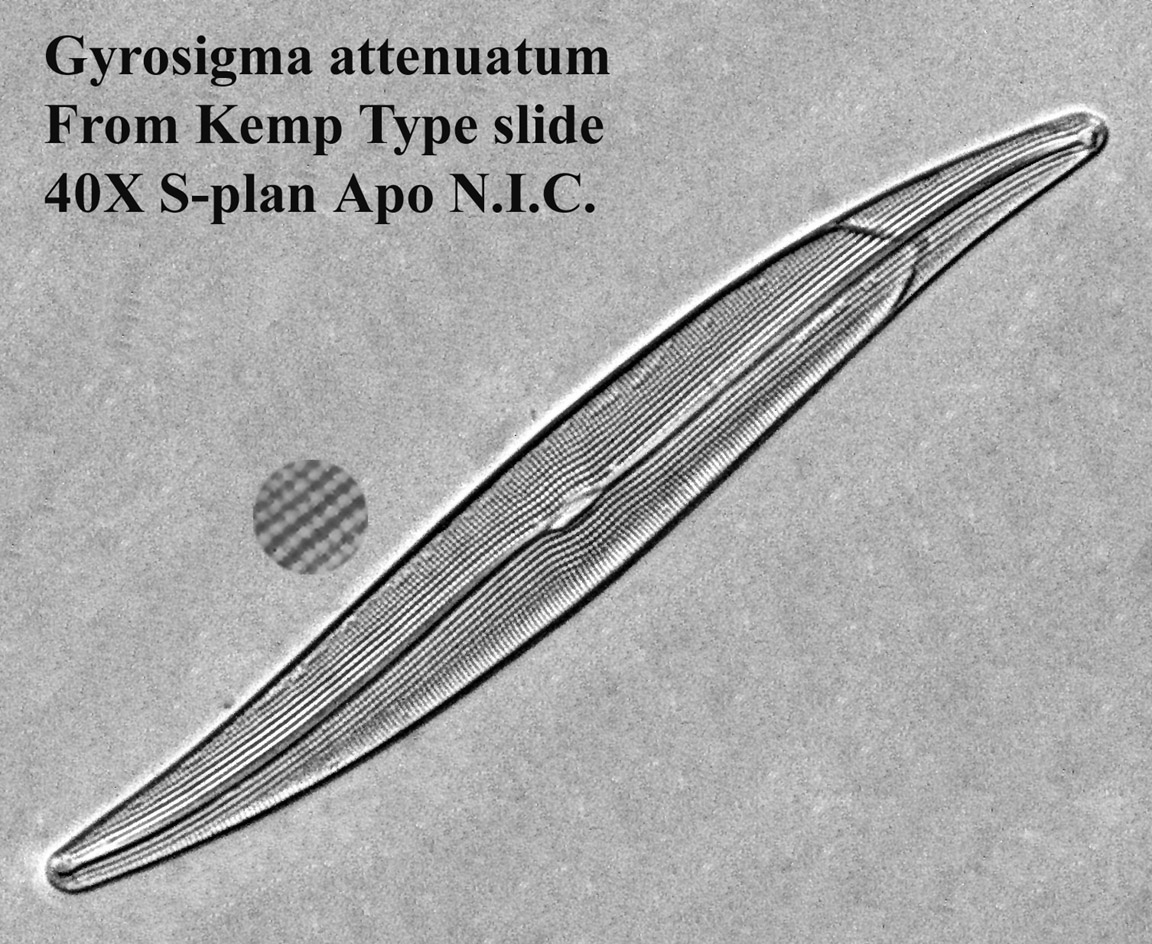 Gyrosigma attenuatum