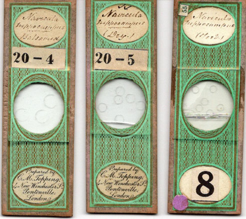 G attenuatums diatom Slide by CM Topping