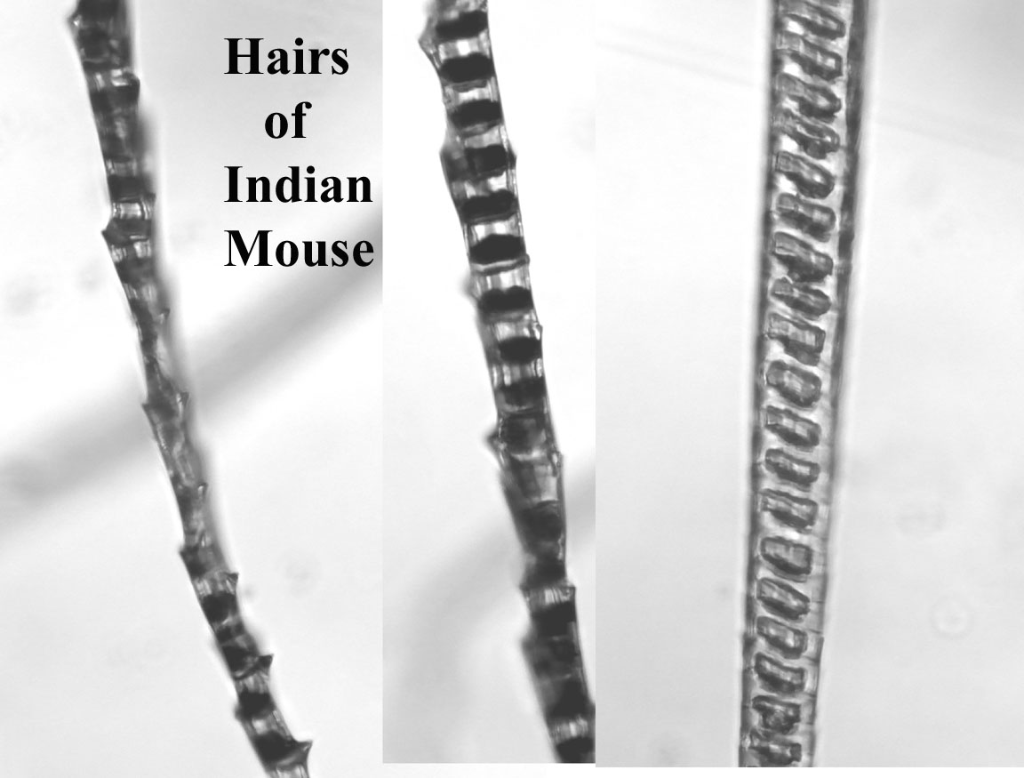 Hair of Mouse