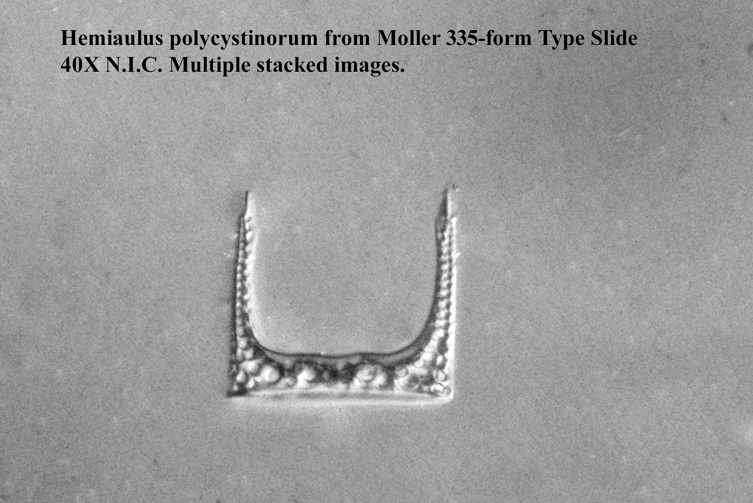 Hemiaulus polycystinorum