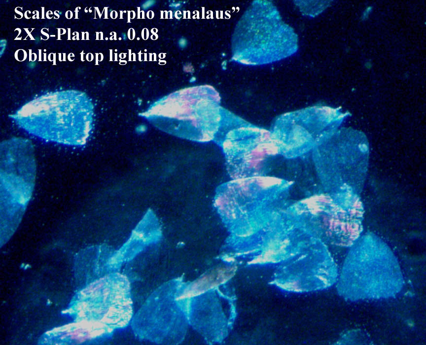 Scale of Morpho menalus