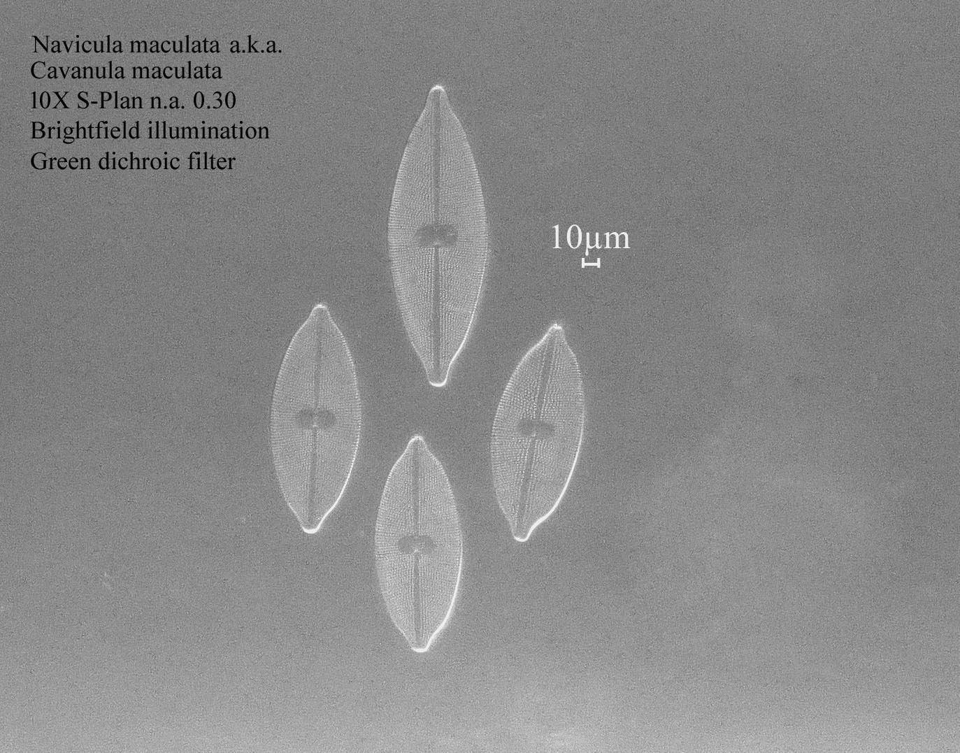 Navicula maculata diatom