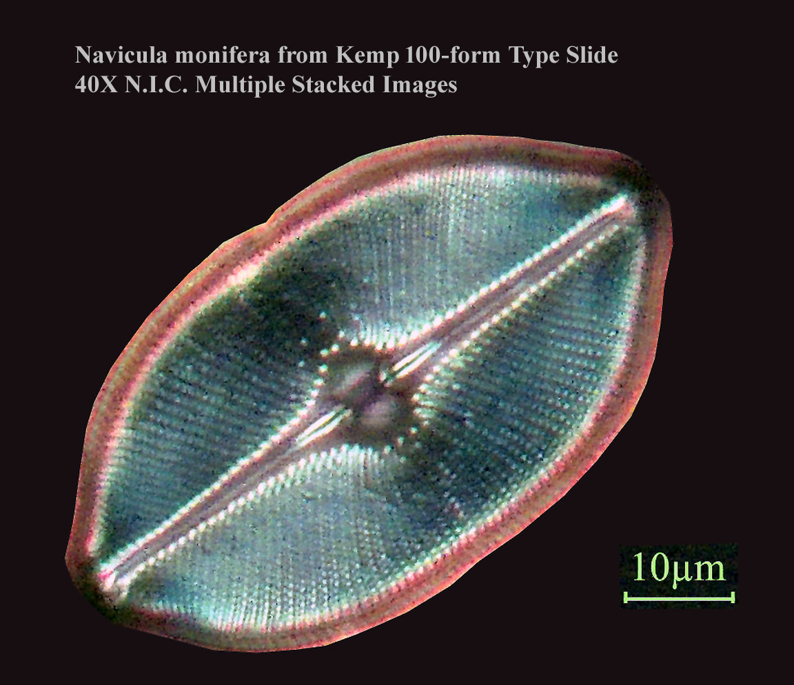 Navicula monifera