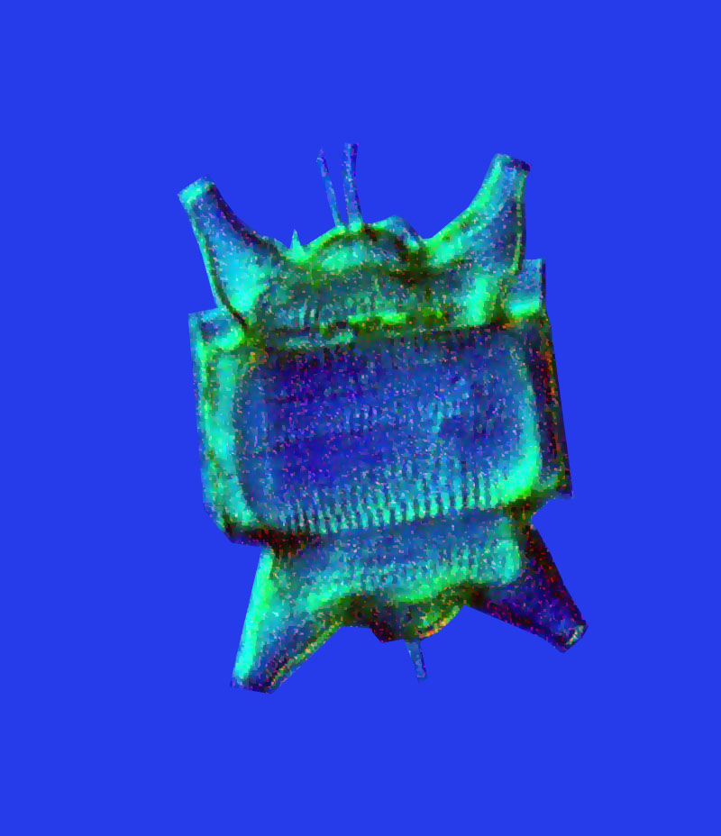 diatom
