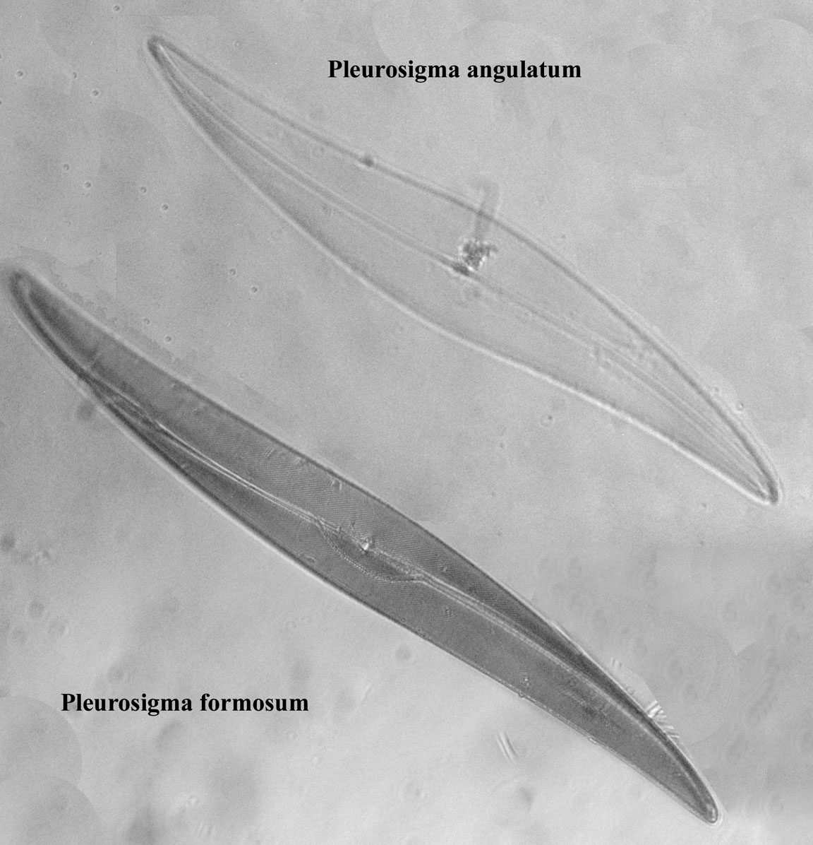 diatom
