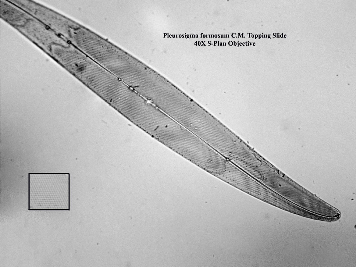 diatom