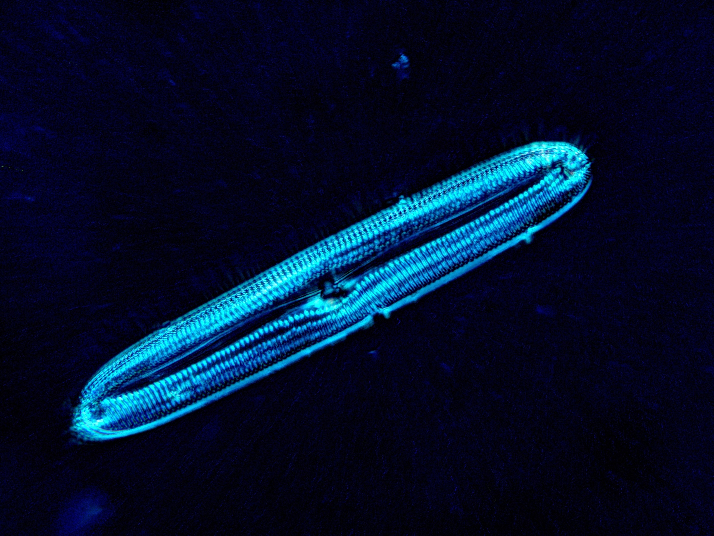 diatom