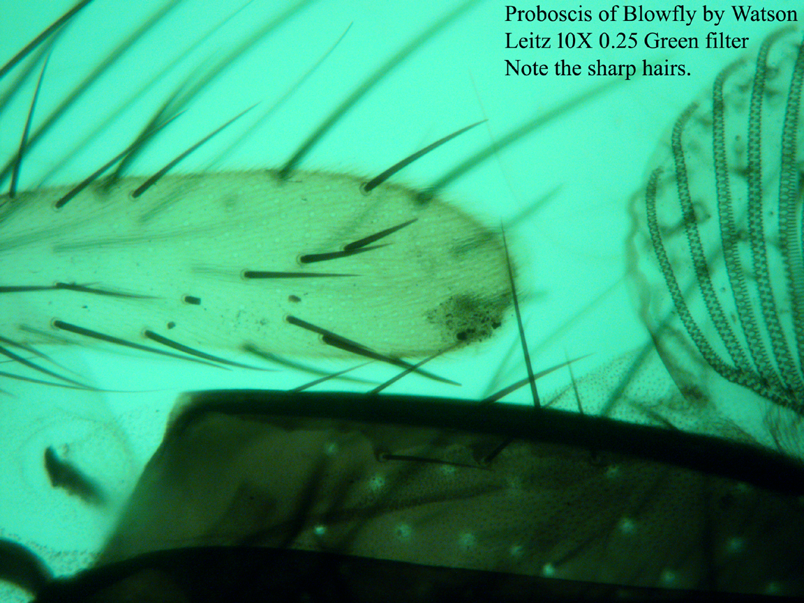 proboscis of blowfly