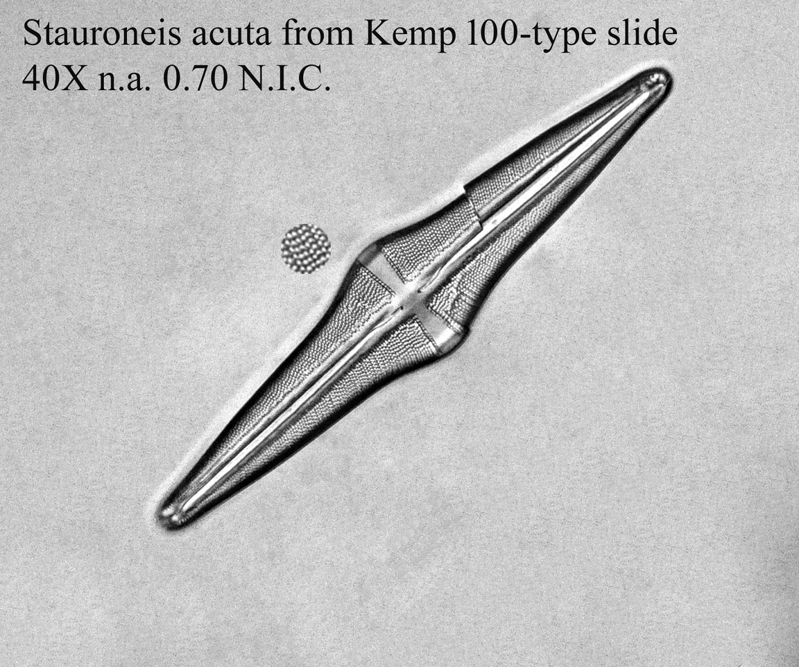 Stauroneis acuta