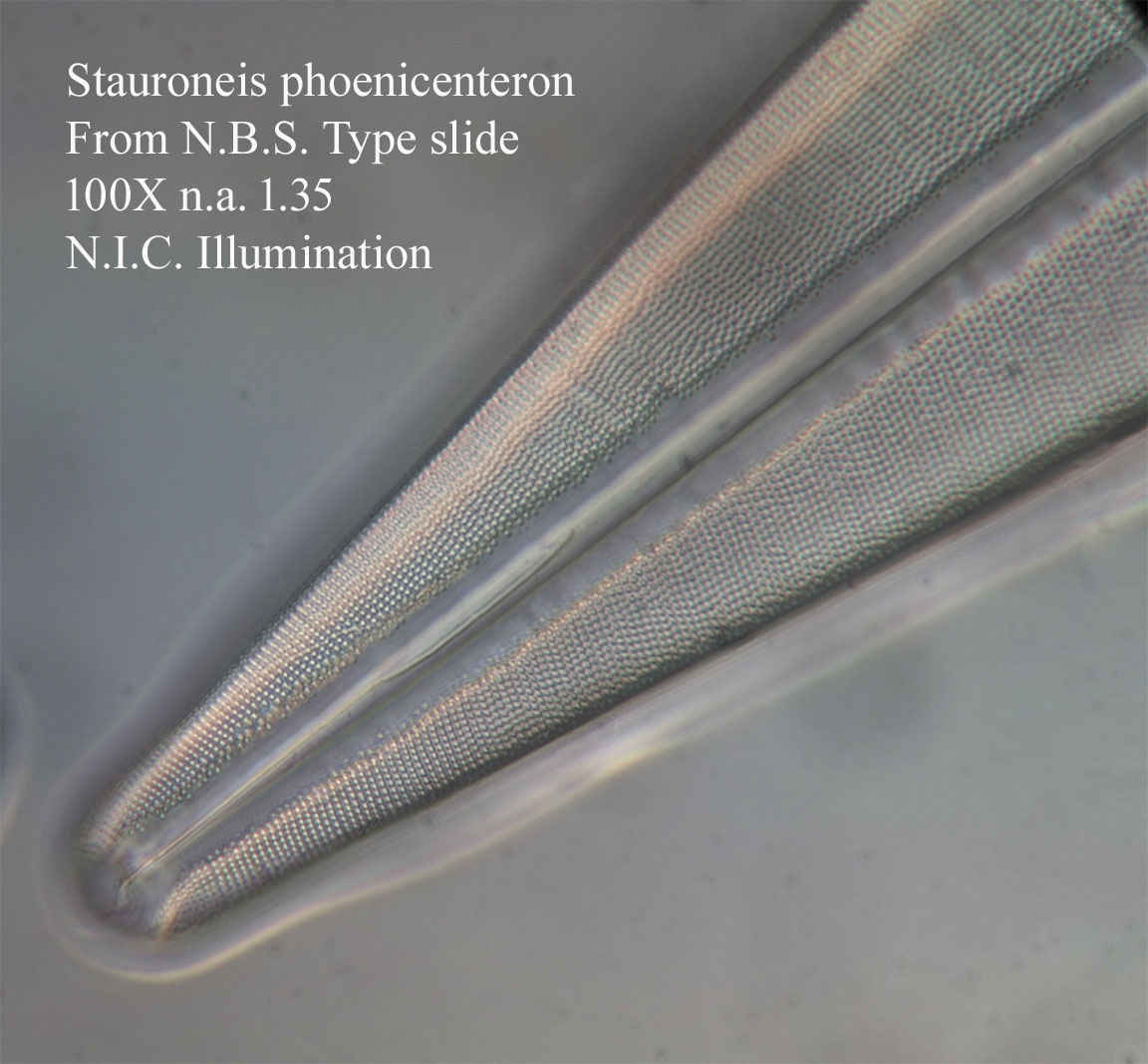 Stauroneis phoenicenteron