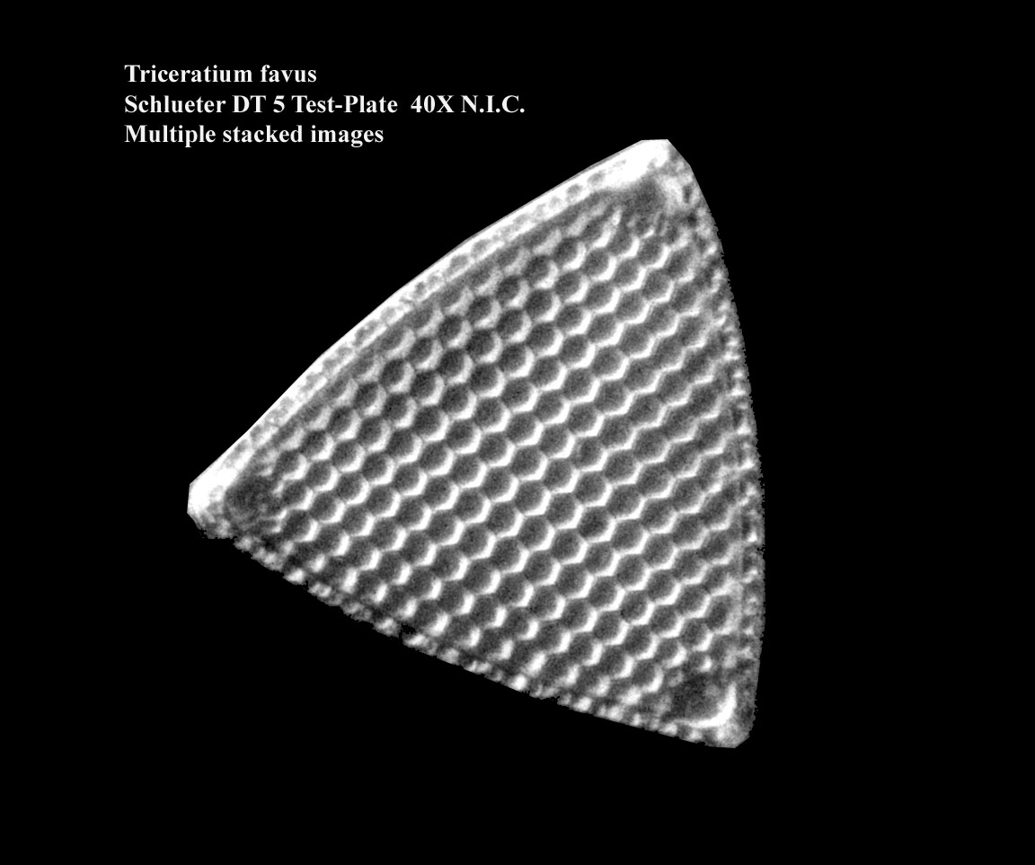 Traceratium favus diatom
